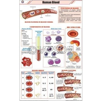 Human Body Charts, Zoology, School Education