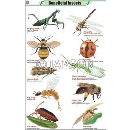 Insects Charts, Zoology, School Education