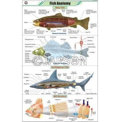 Fish Anatomy Chart, Zoology, School Education
