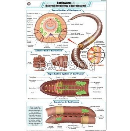 Worm Charts, Zoology, School Education