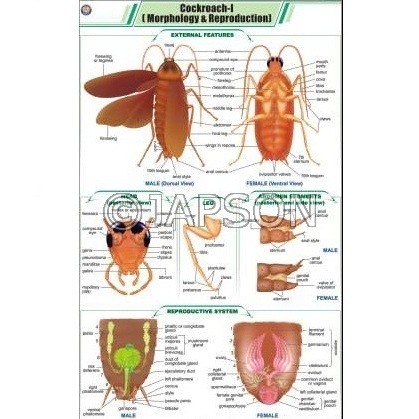 Cockroach Charts, Zoology, School Education