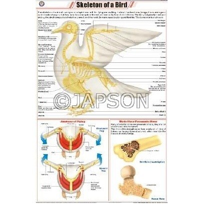 Birds Charts, Zoology, School Education