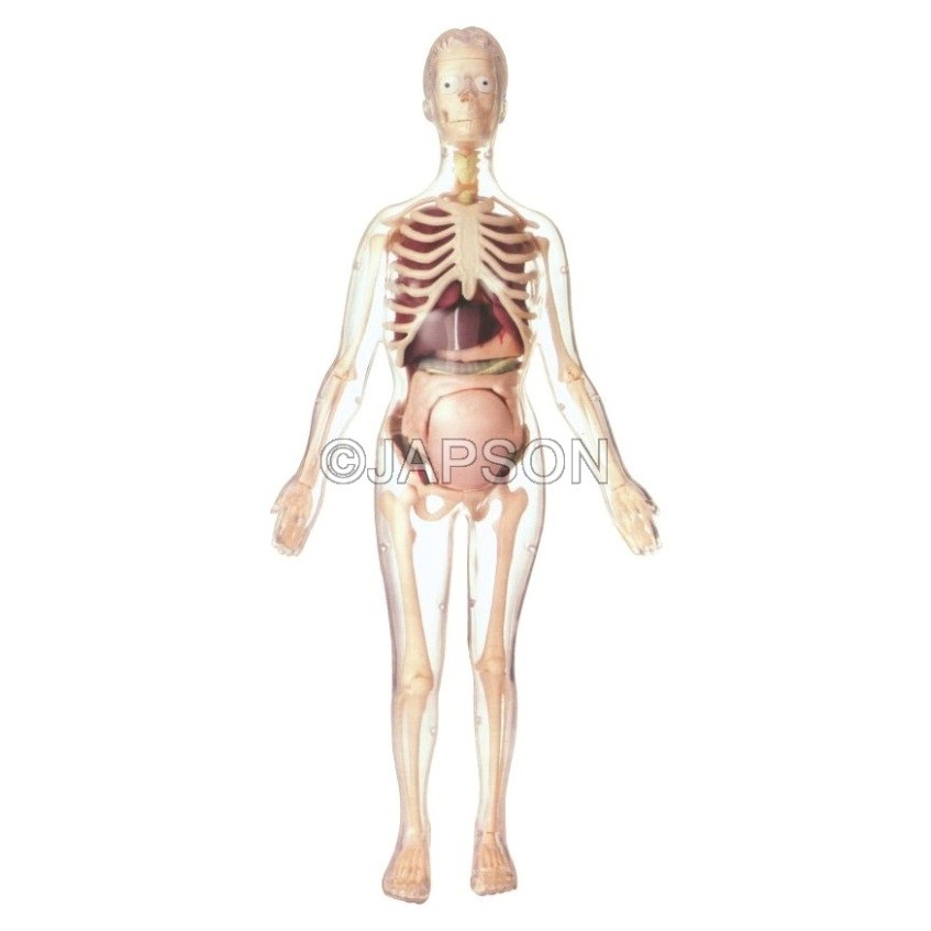 Visible Expectant Mother Anatomy Kit