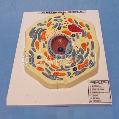 Animal Cell