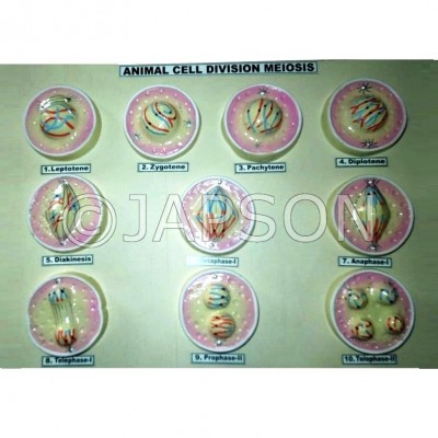 Animal Meiosis Model, Small 