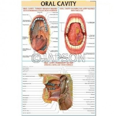 Medical (Nursing) Charts-II, School Education