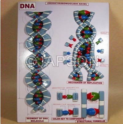 DNA Model on Base