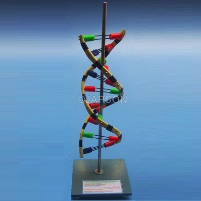 DNA Model, Standing, Economy