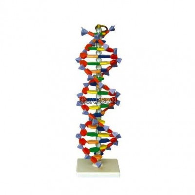 DNA Structure Model, Plastic Assembly Kit