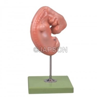 Embryo Model