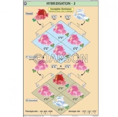 Genetics & Evolution Charts, School Education