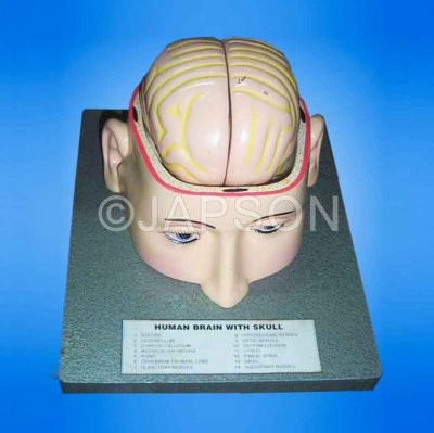 Human Brain Model in Head