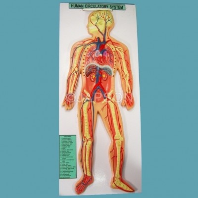 Human Circulatory System, Superior