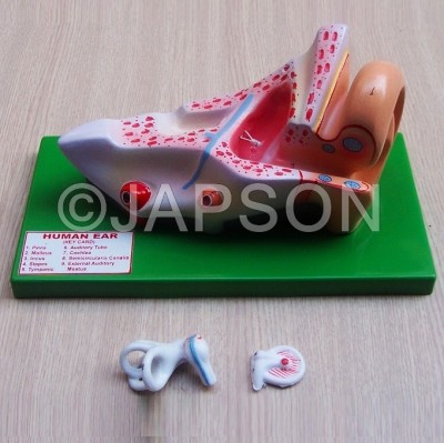 Human Ear Model, 3 Parts