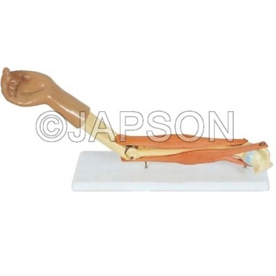 Human Elbow Joint Model, Functional