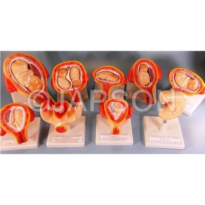 Human Embryo Development Set