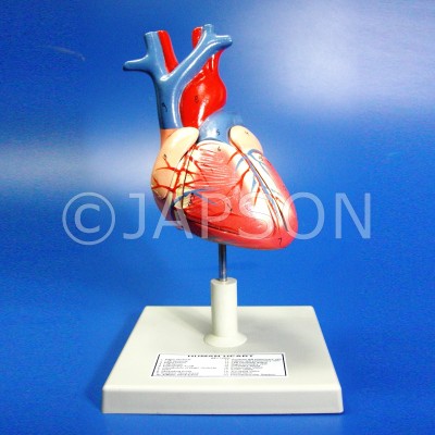Human Heart, 4 Parts