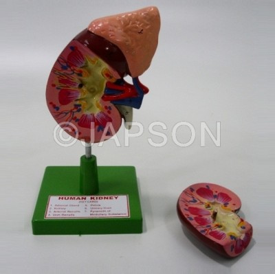 Human Kidney On Stand