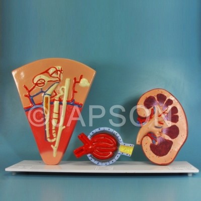 Human Kidney Structures, Free Standing