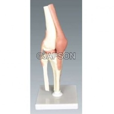 Human Knee Joint Model, Small