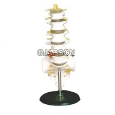 Human Lumbar Vertebrae Model