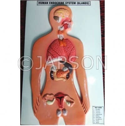 Human Model - Endocrine Gland, Small 