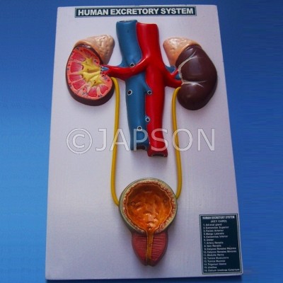 Human Model, Excretory System