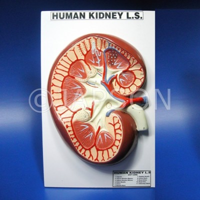 Human Model - Kidney, on Board