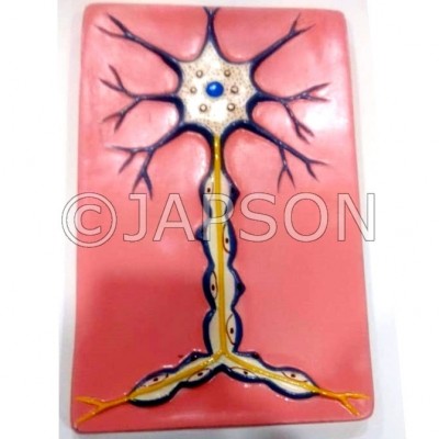 Human Model - Nerve Cell