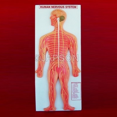 Human Model, Nervous System