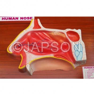 Human Nose Model on Base