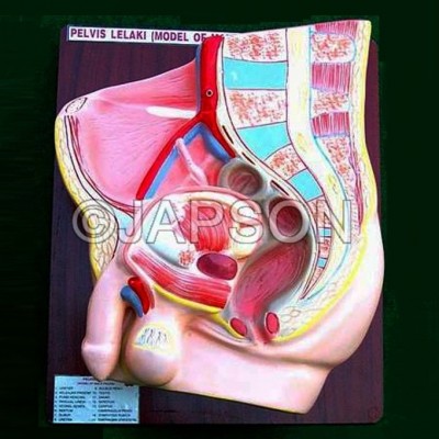 Human Pelvis, 2 Parts, Male