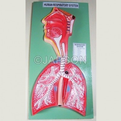 Human Respiratory System