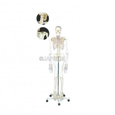 Human Skeleton Model, PVC, Life Size