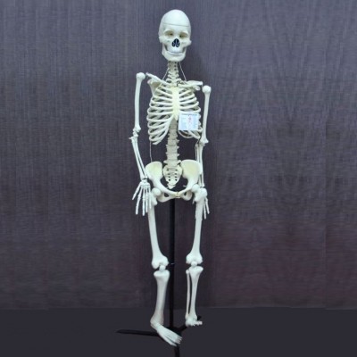 Human Skeleton Model, Superior