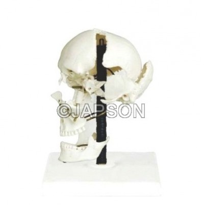 Human Skull Bones Model