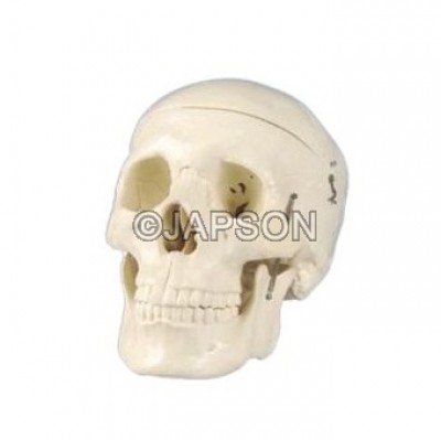 Human Skull Model, Plastic