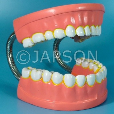 Human Teeth Model, Dental Care