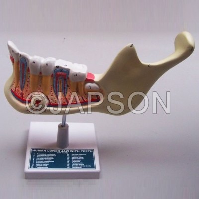 Human Teeth Model, Lower Jaw, on Stand