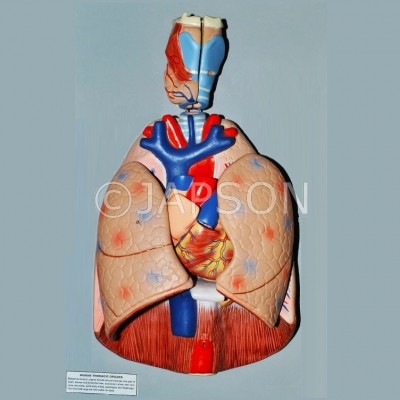 Human Thoracic Organs Model