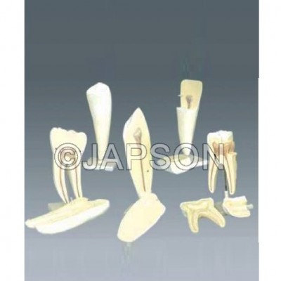 Human Tooth Set