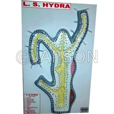 L.S. Hydra Model