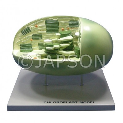 Model, Chloroplast