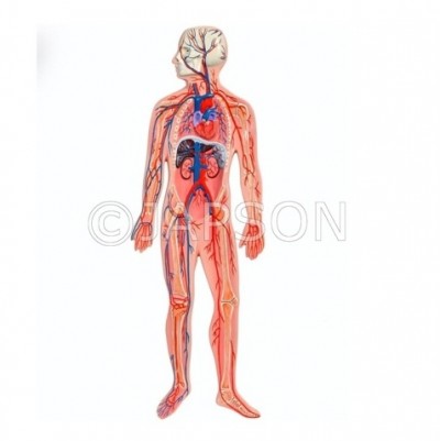 Model, Human Circulatory System