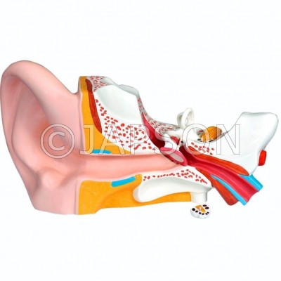 Model, Human Ear