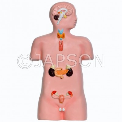 Model, Human Endocrine System