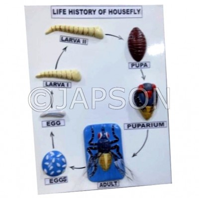 Model, Life History of Housefly 