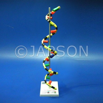 Model, RNA, on Stand 