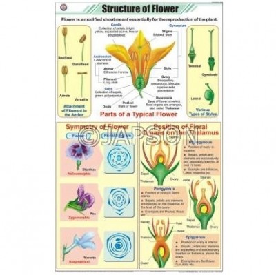 Flower Charts, Botany, School Education