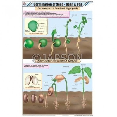 Seeds Charts, Botany, School Education